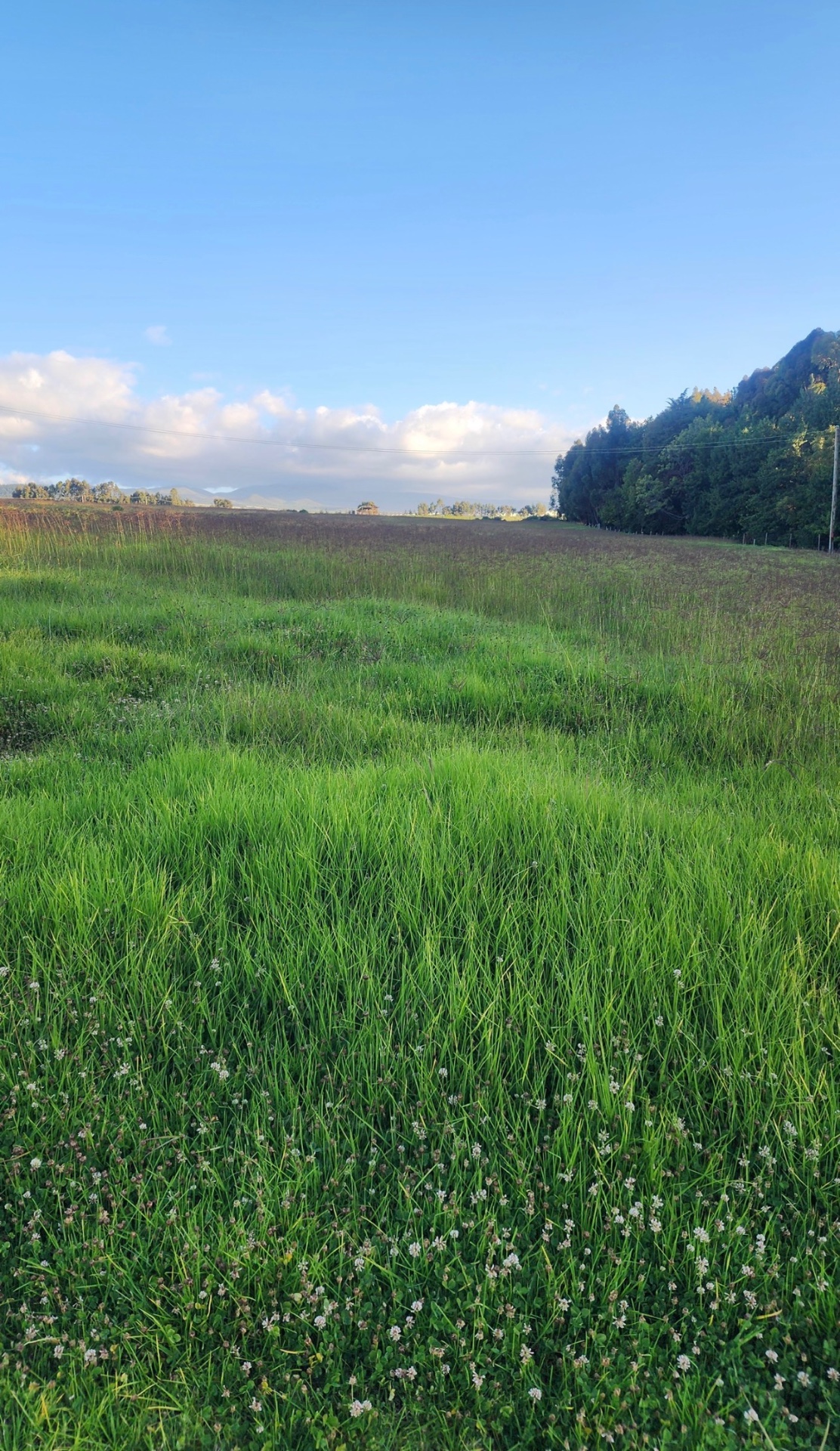 Timau Agricultural Investment Land — 60 Acres