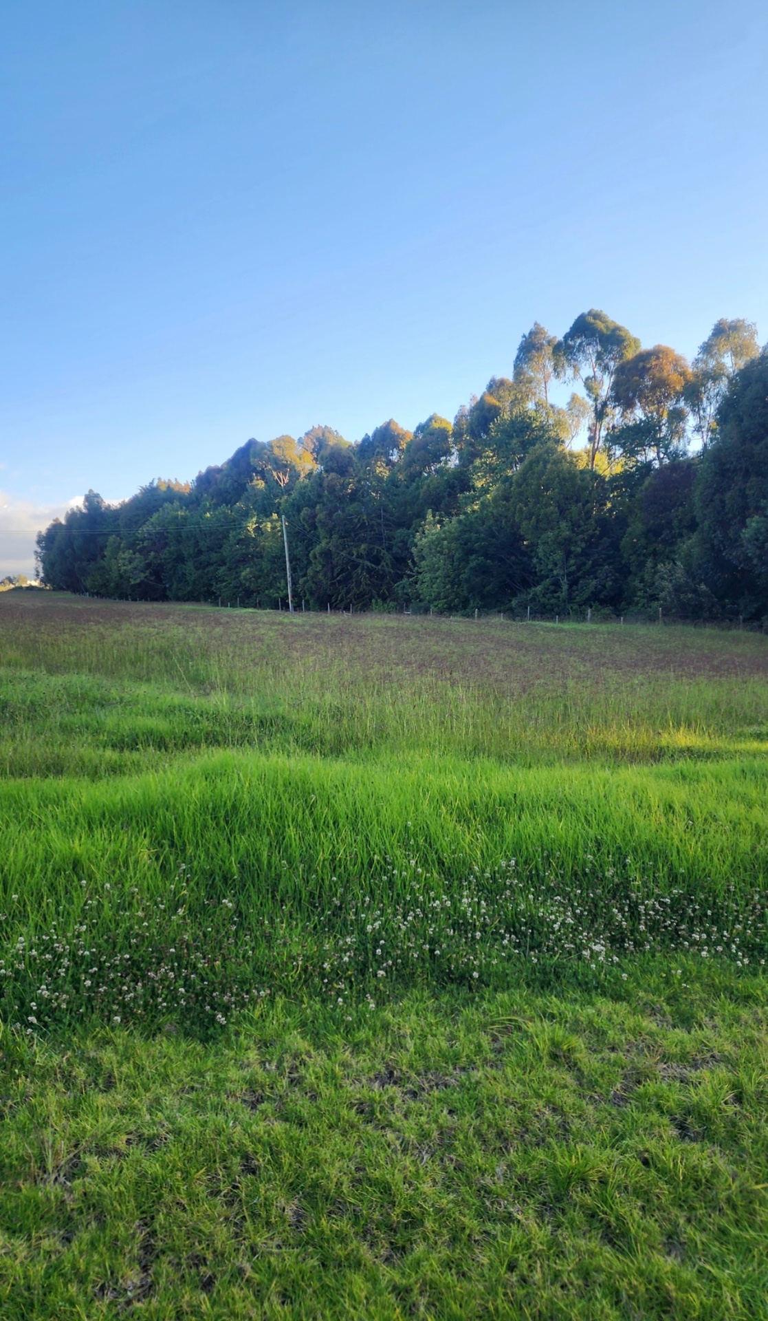 Timau Agricultural Investment Land — 60 Acres — 2