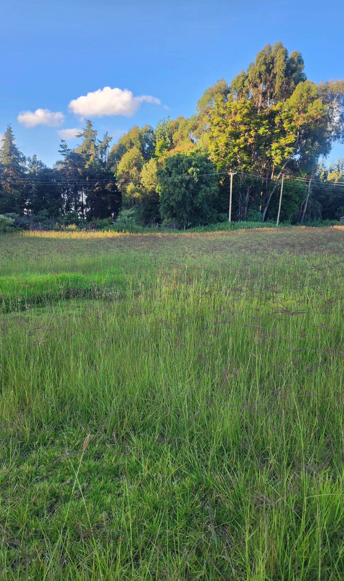 Timau Agricultural Investment Land — 60 Acres — 3